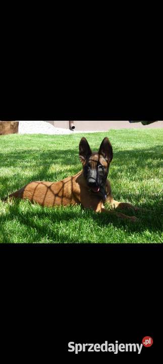 Owczarek belgijski malinois Kielce sprzedam