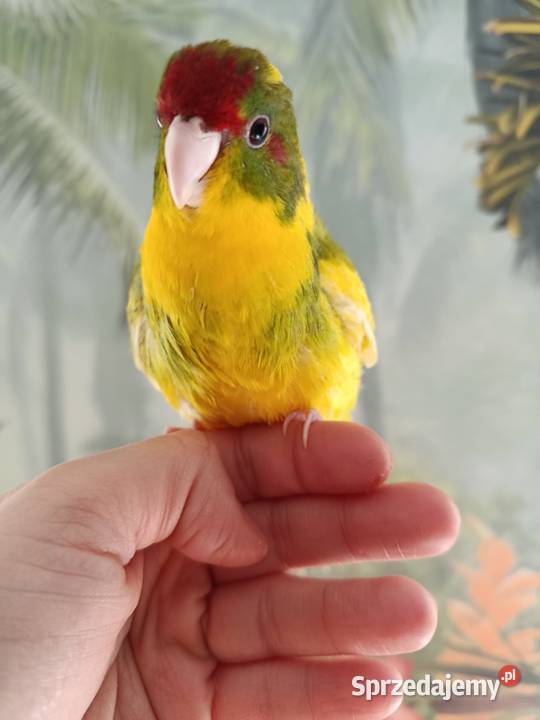 Papuga ręcznie karmiona koza modrolotka oswojona Miastko