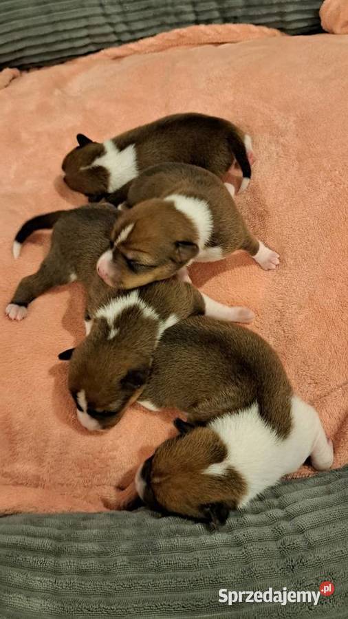 Basenji szczenię Słupsk