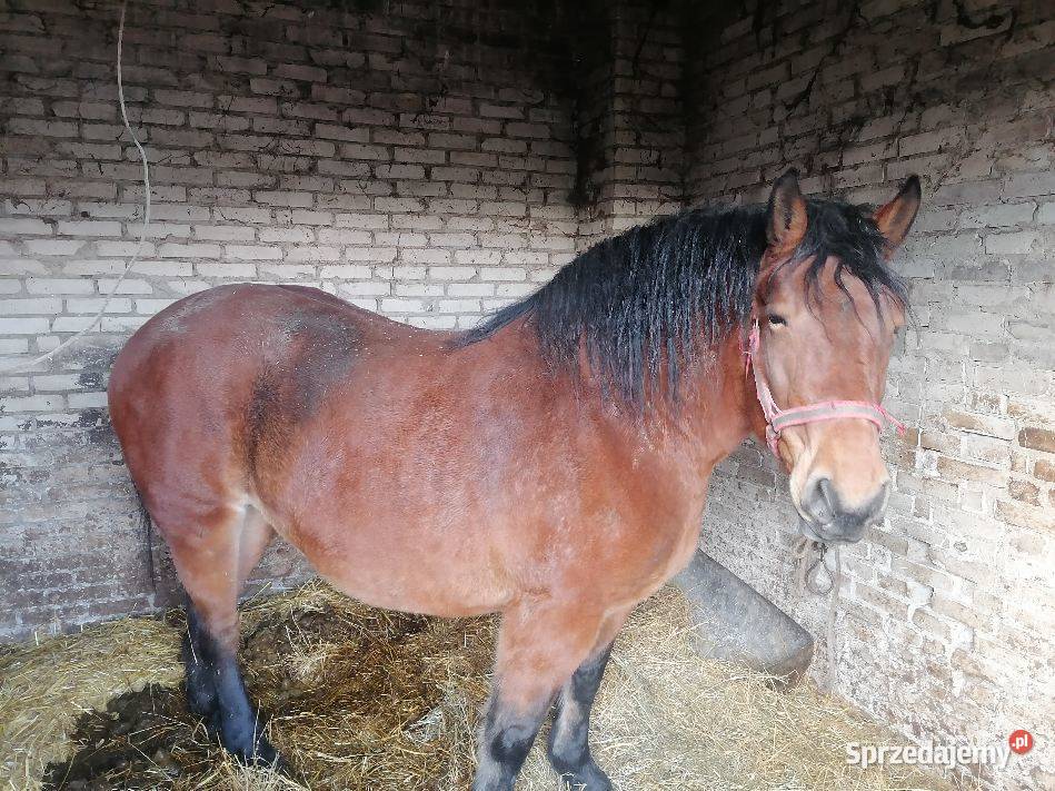 Sprzedam klacz Przasnysz sprzedam