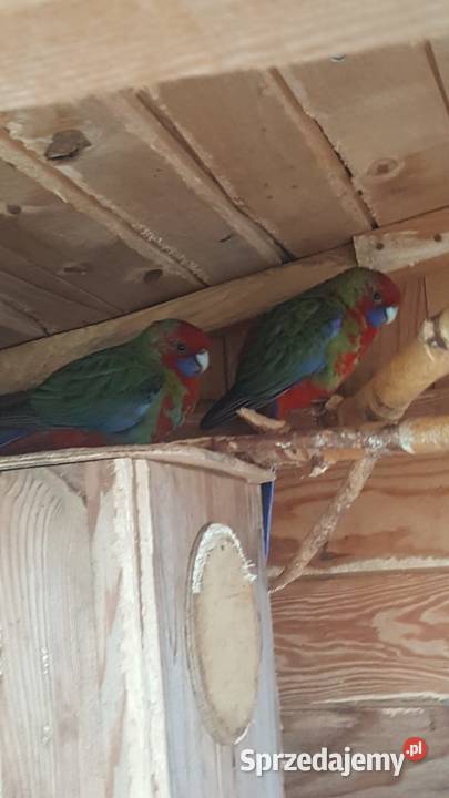 Rozella Królewska Kostrzyn nad Odrą