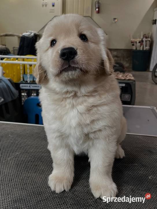 Golden Retriever gotowy do odbioru Warszawa sprzedam