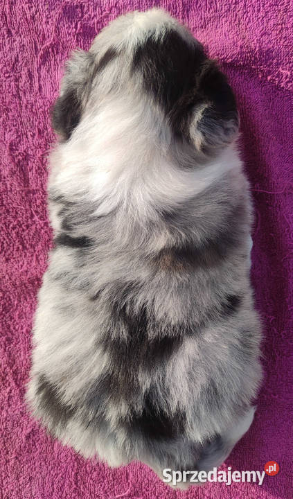 Szczenię BORDER COLLIE z Hodowli Rasowy pies z małopolskie