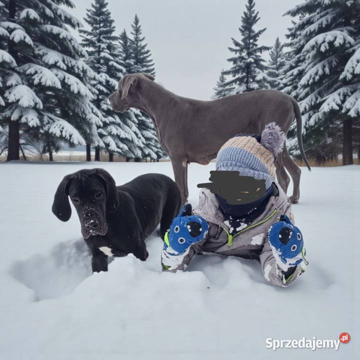 Dog niemiecki małopolskie Słopnice