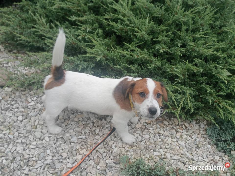 Piesek 3 m Jack Russell Terrier FCI ZKwPWrocław Wrocław