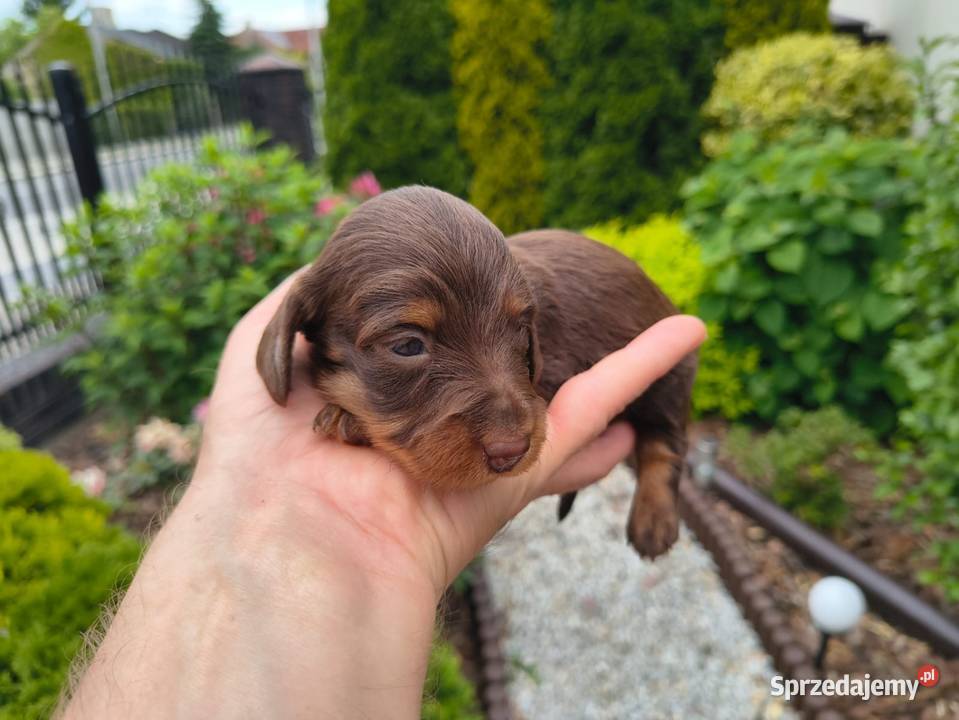Jamnik długowłosy Dackel dachshund choco tan sprzedam