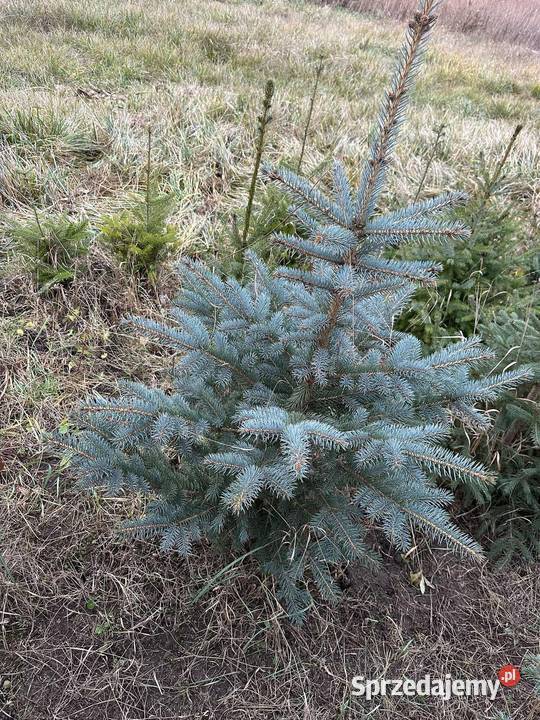 Choinki Jodła kaukaska świerk pospolity Boże Narodzenie Radom