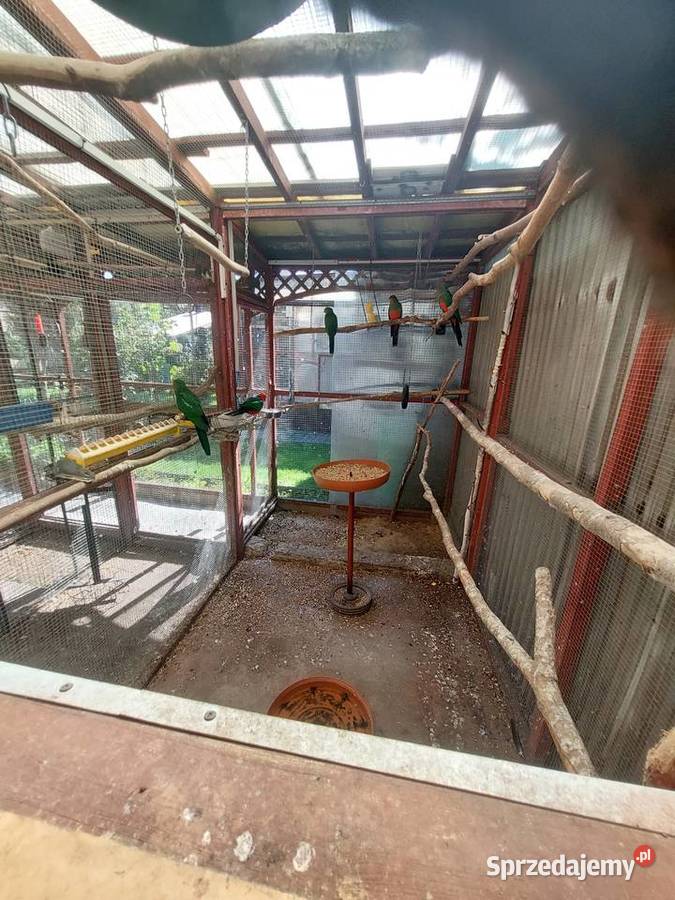 Szkarłatki Królewskie Ptaki Nowa Sól