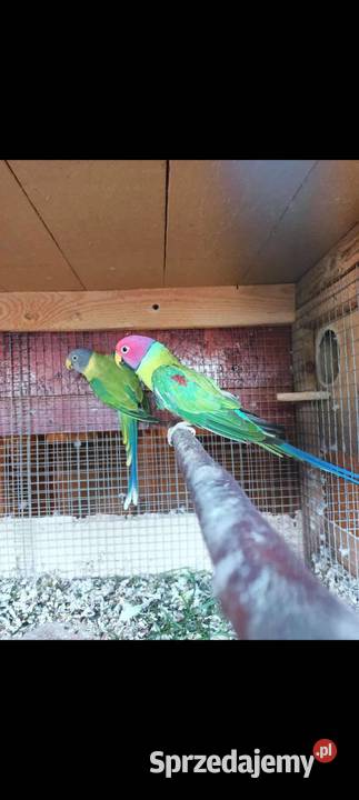 Śliwogłowe Ptaki Rybnik