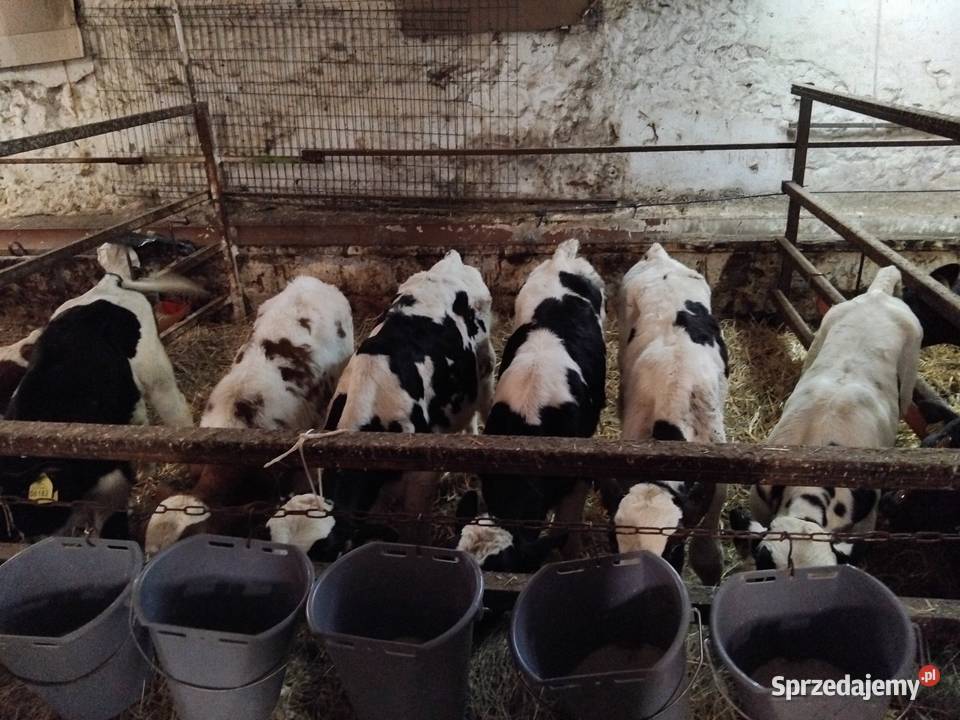 Cielaki na mleko Ogonowice
