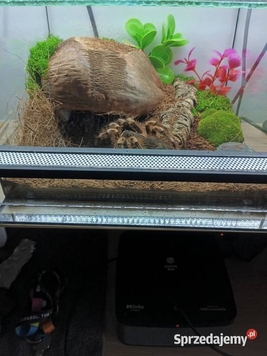 Ptasznik białokolanowy samica Sławków