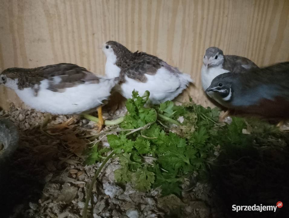 Przepiórki chińskie Ptaki Dubin