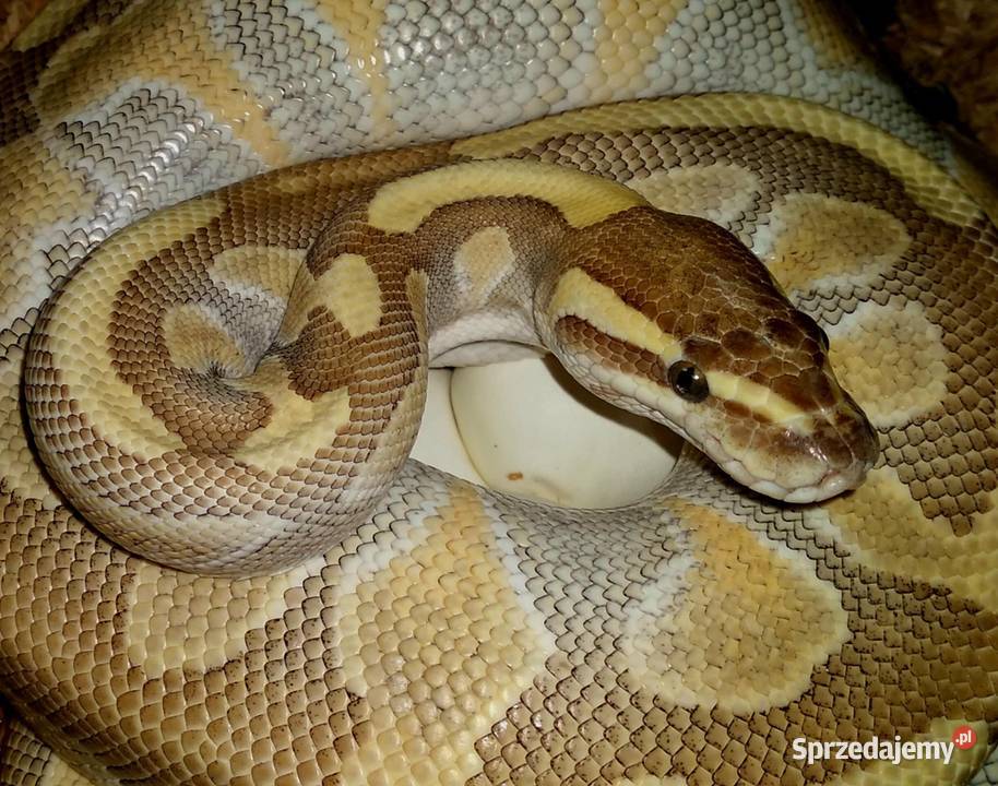 Wąż pyton królewski Python regius Enchi Lesser