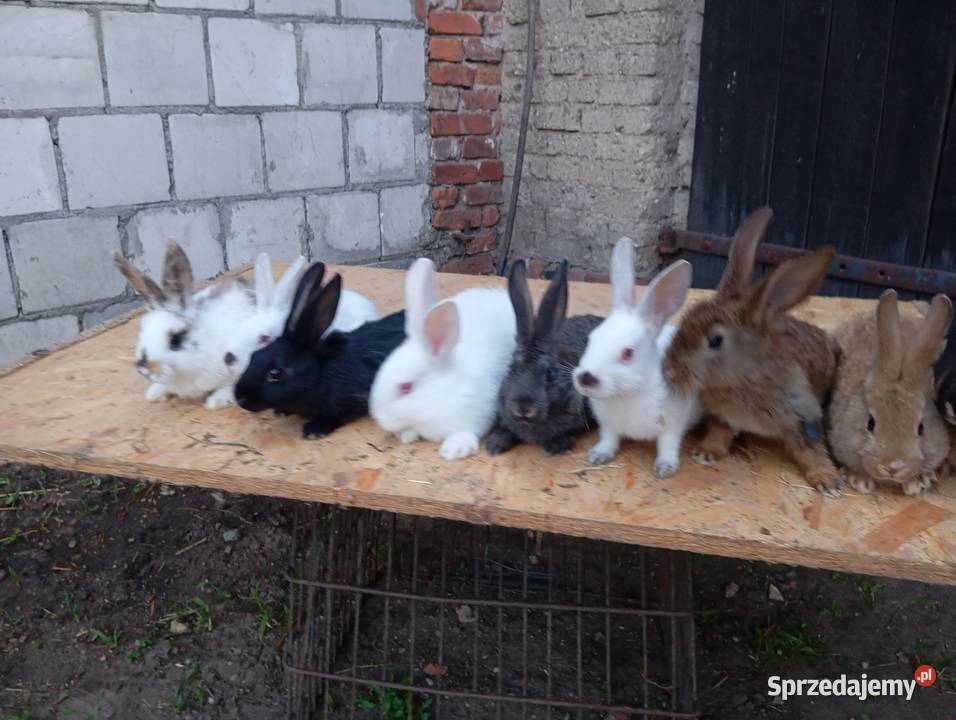 Młode króliki samce samice okazja Sierniki