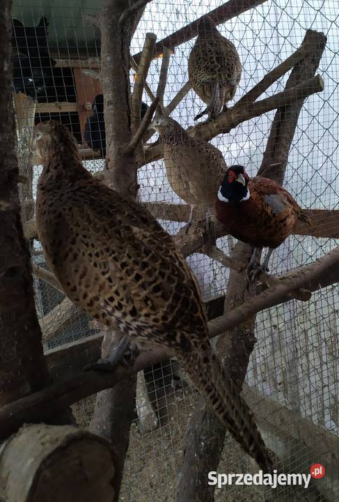 Młode bażanty łowne Rybno