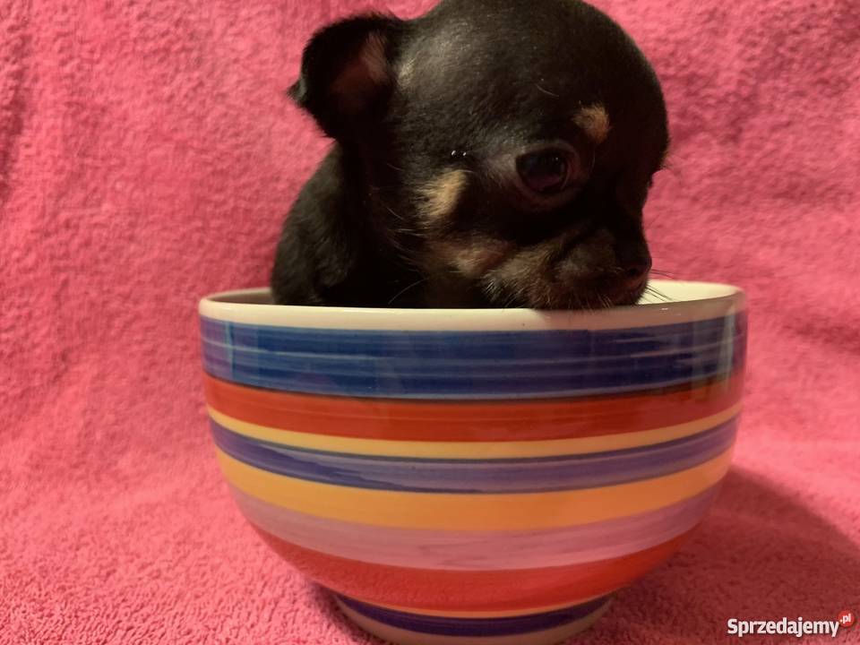 Super Mini CHIHUAHUA SUNIA z metryką waga sprzedam