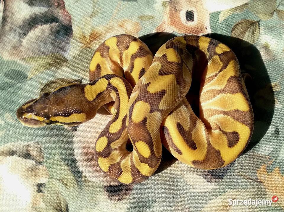 Wąż pyton królewski Python regius Enchi Lesser Gady i płazy