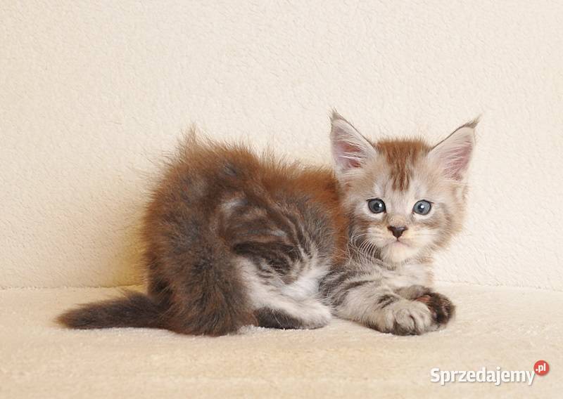 Przepiękna koteczka Maine Coon Rodowód PZFWCF Białystok