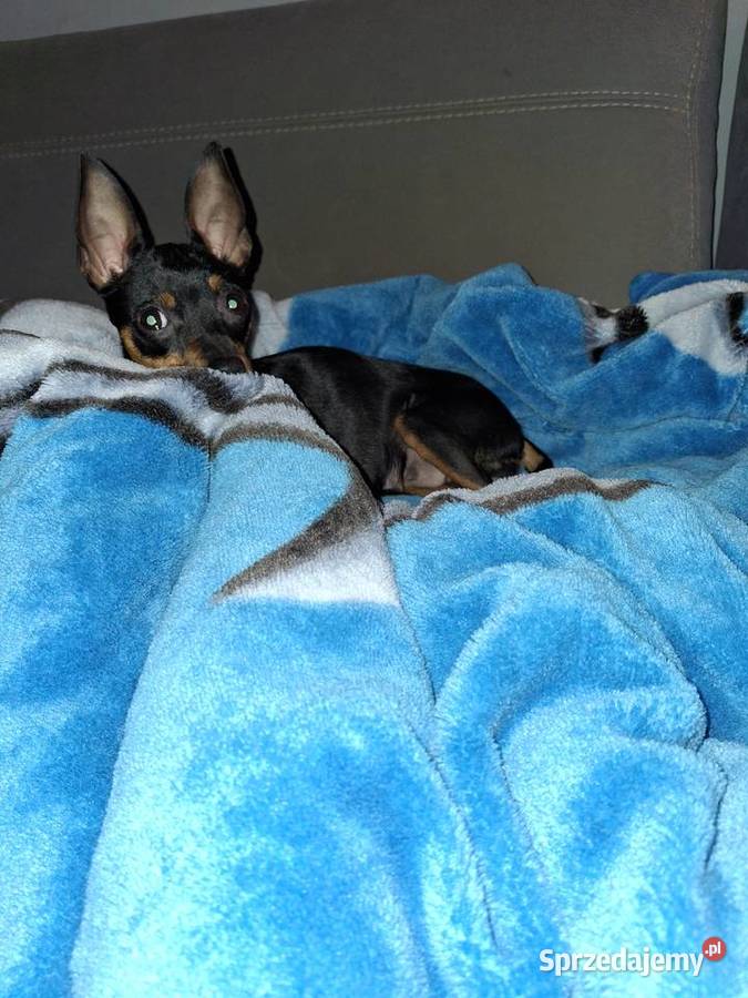 pinczery miniatury Jasło