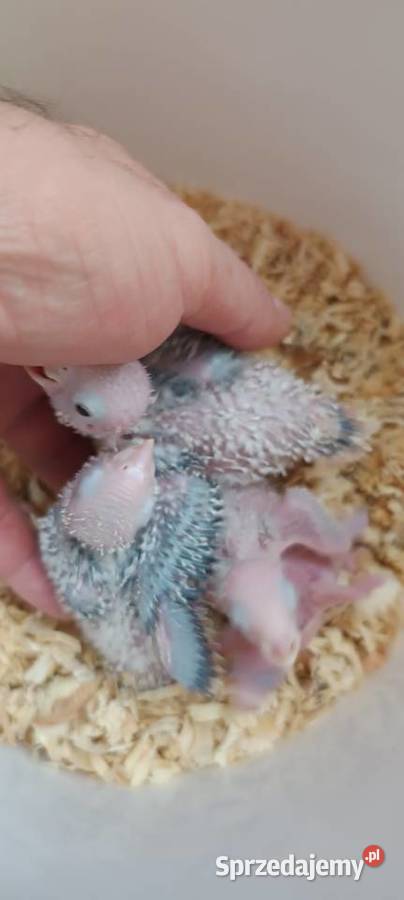 Ręcznie karmione rudosterki Tychy sprzedam