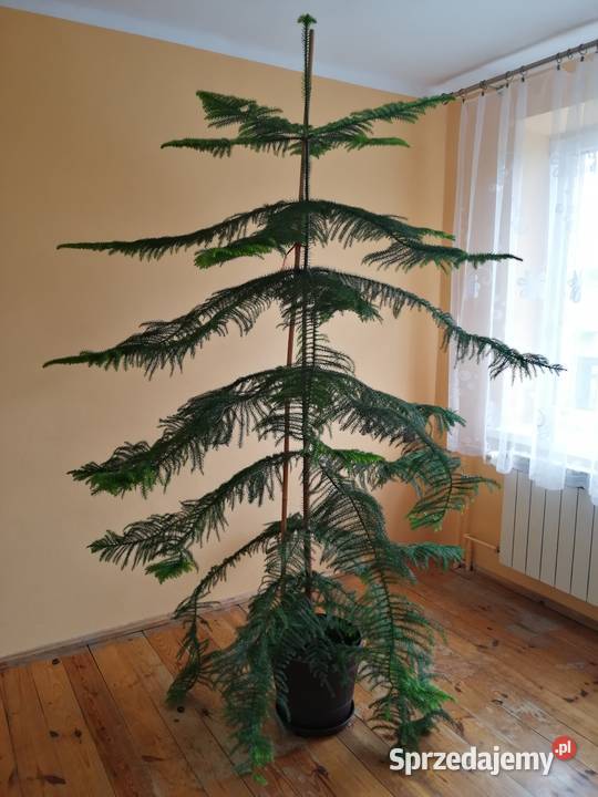 Araukaria Wręczyca Wielka sprzedam