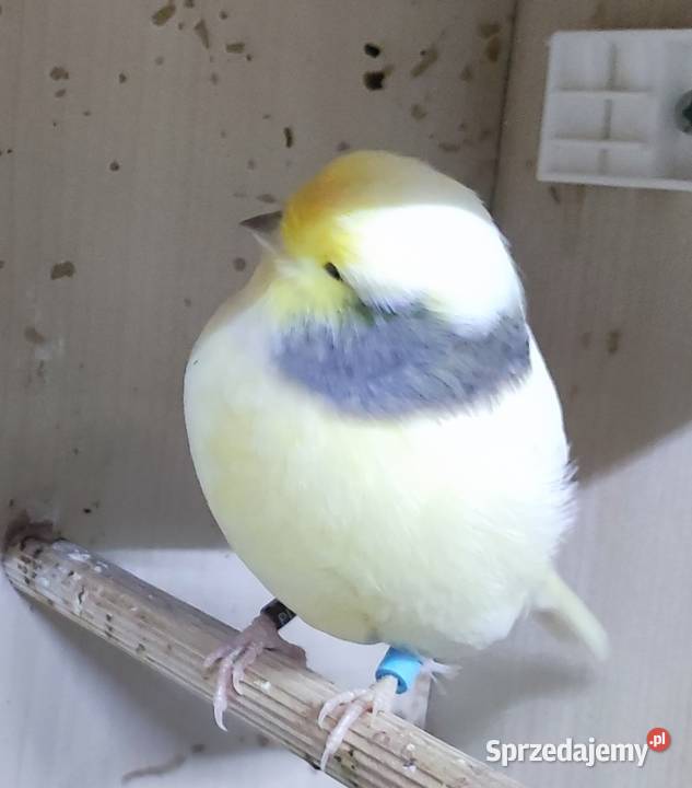 Kanarek kanarki glostery pary Kępno sprzedam