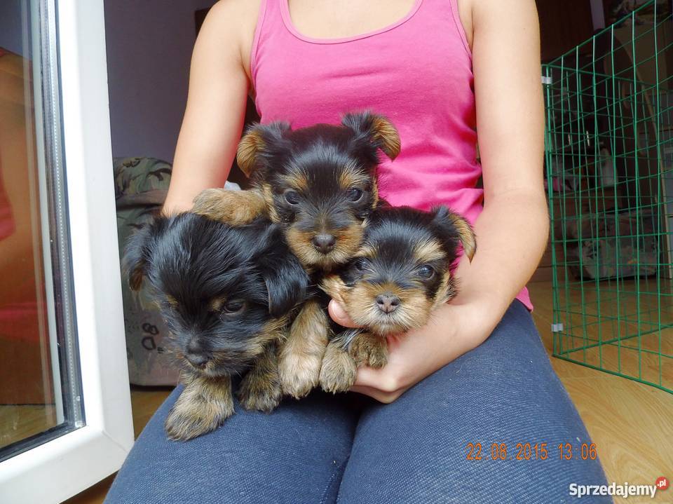 szczeniaki Yorki Sanok