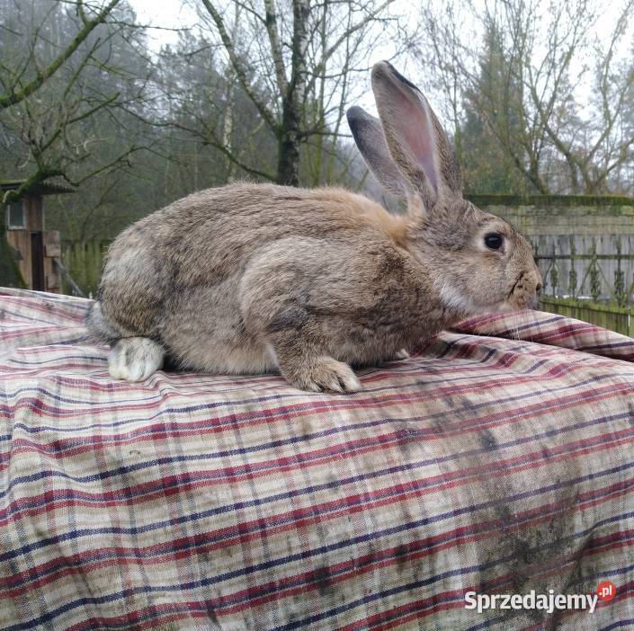 Sprzedam króliki Zakrzówek Szlachecki