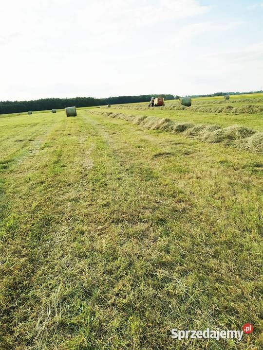 OKAZJA Ostatnie Bele Siana w Promocyjnej Balot