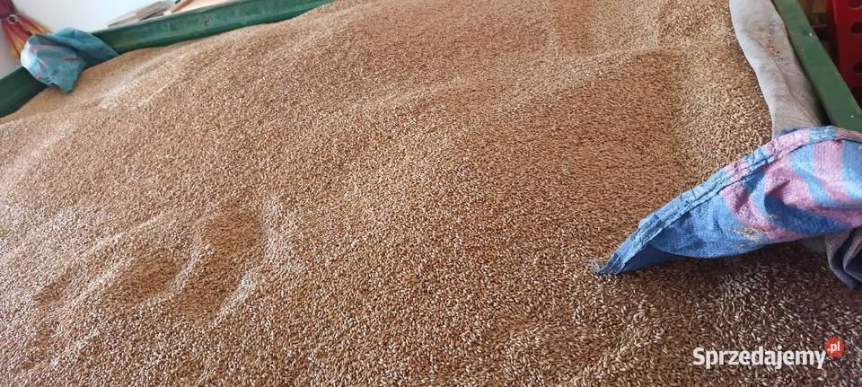 Pszenżyto ozime Zboża lubelskie Ryki