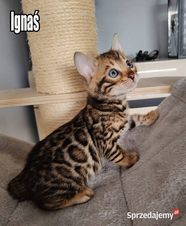 Kocięta bengalskie z rodowodem Rogów sprzedam