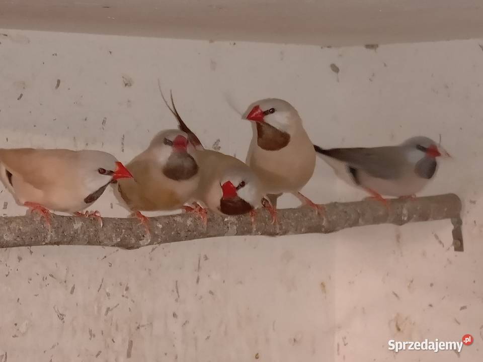 Amadyny Ostrosterne śląskie Blachownia