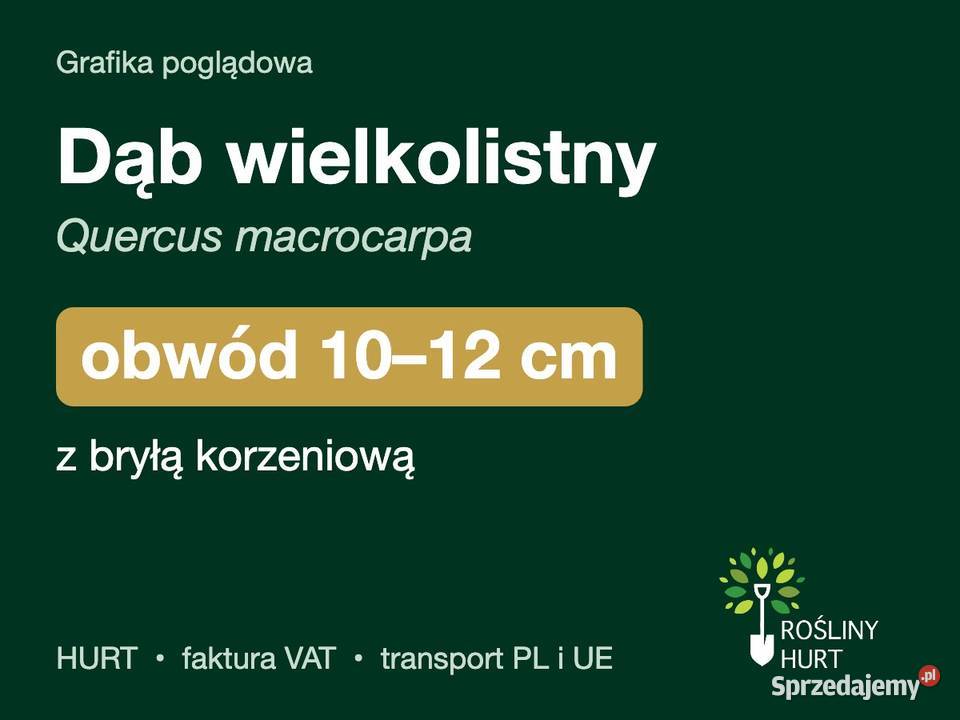 Dąb wielkolistny Quercus macrocarpa obwód 1012 z wielkopolskie