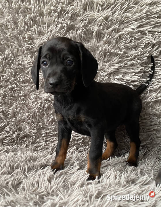 Gończy Polski Opole Lubelskie