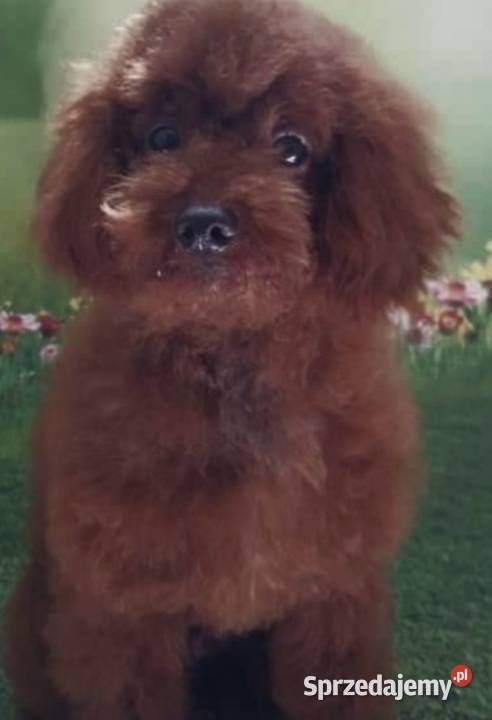 Maltipoo suczka Wyszków
