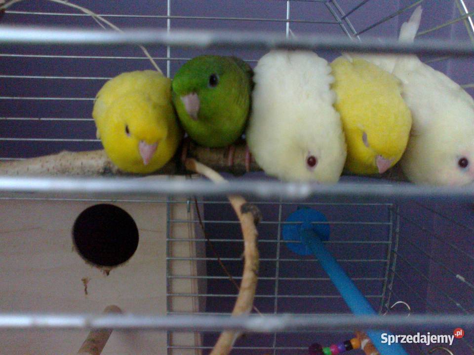 stokówka prążkowana katarzynka Pobiedziska