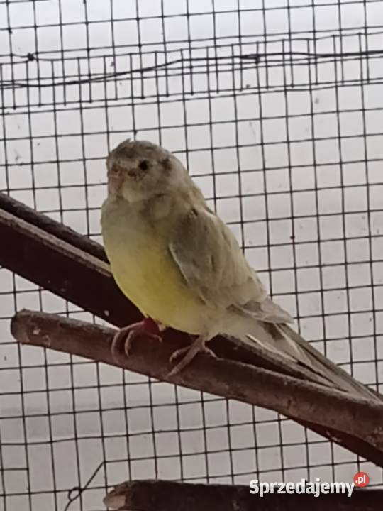 Papugi Dorosłe Ślask