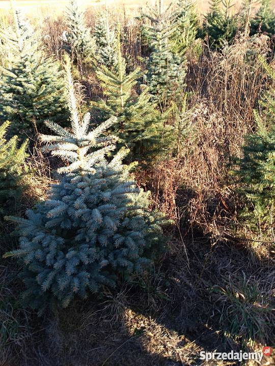 Choinki bożonarodzeniowe hurt detal śląskie Myszków sprzedam