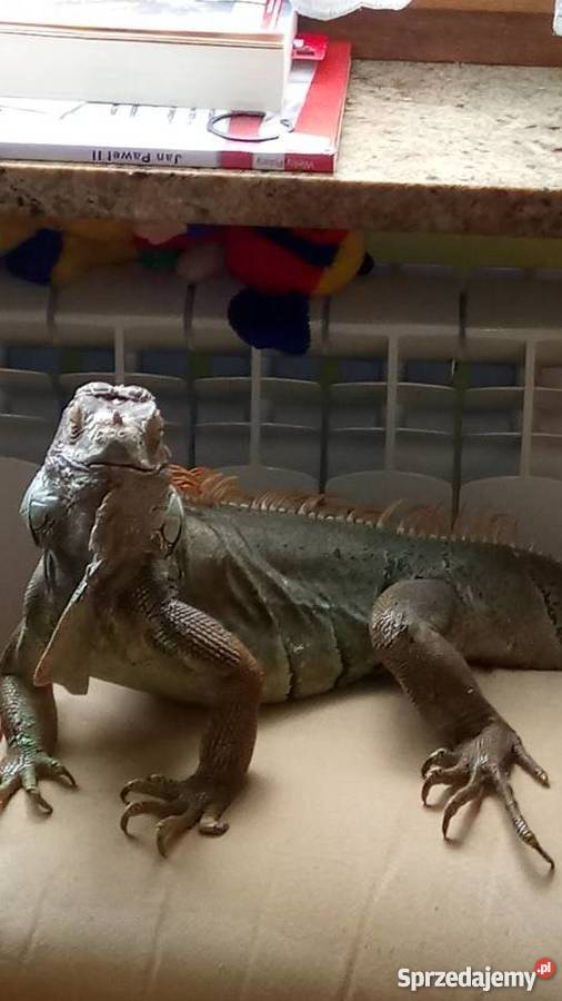 Oddam w ręce legwana zielonego Gady i płazy Szydłowiec sprzedam