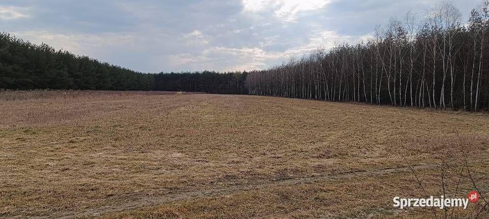 Sprzedam działki rolne o łącznej powierzchni 093 mazowieckie Nowe Miasto nad Pilicą