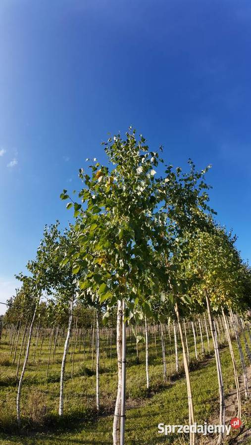 Brzoza brodawkowata Liściaste Białystok
