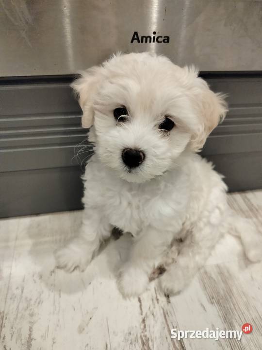 Maltipoo F1 Chojnice sprzedam