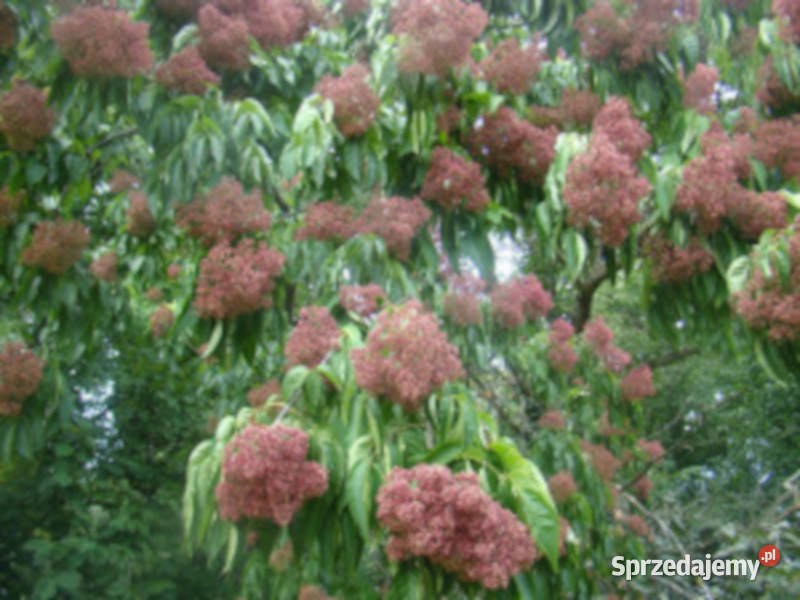 EWODIA CHIŃSKA Evodia hupehensis NASIONA 20000 Lubanie