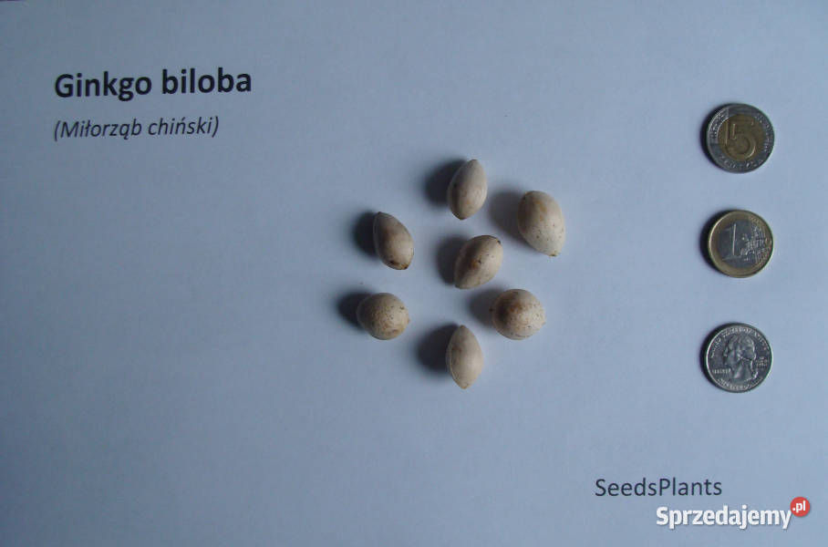 MIŁORZĄB CHIŃSKI Ginkgo biloba NASIONA 6 sztuk kujawsko-pomorskie Lubanie