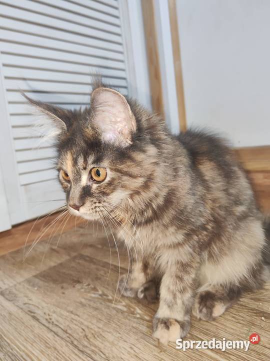 Maine Coon piękne kociaki opolskie Skorogoszcz sprzedam