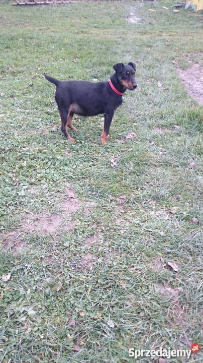 Terier Niemiecki jagdterier Psy Sulistrowa