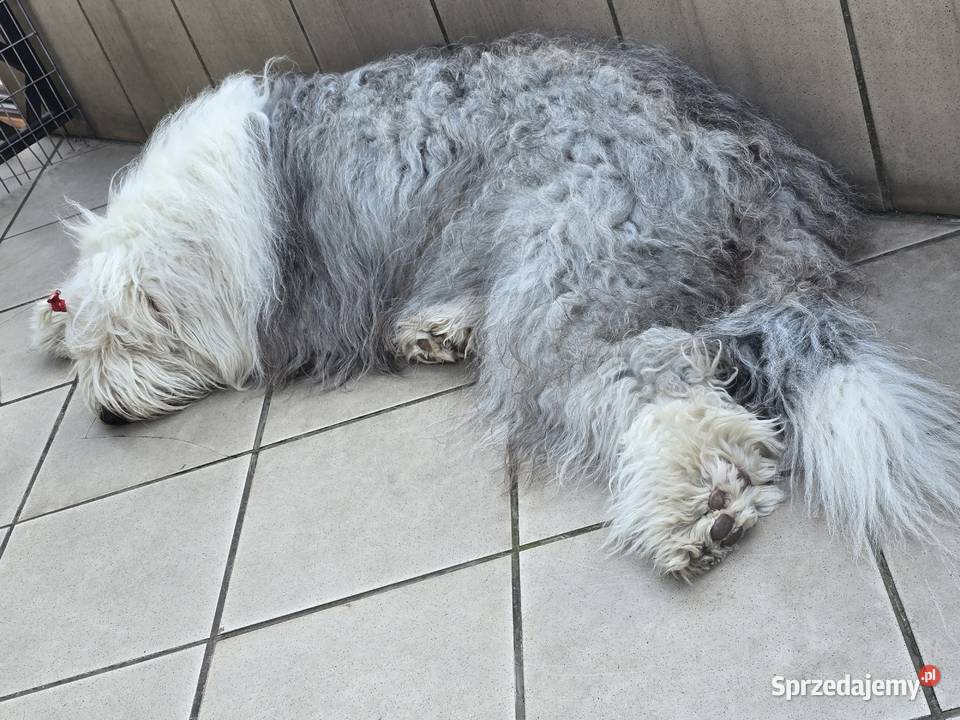 Owczarek staroangielski bobtail szczeniaki Owczarek Kostrzyn