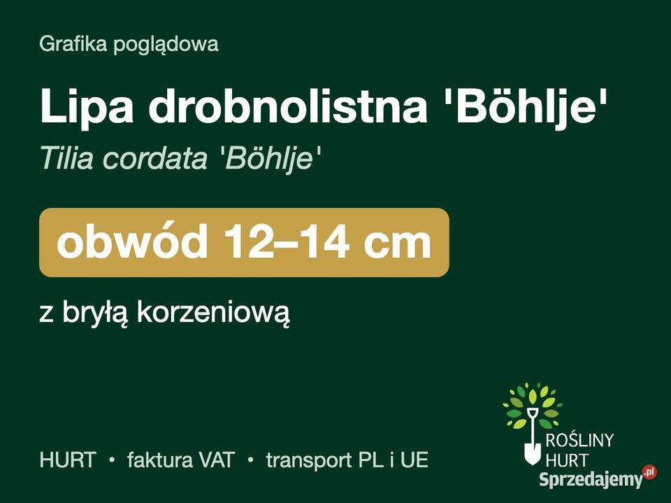 Lipa drobnolistna Bhlje obwód 1214 z bryłą HURT