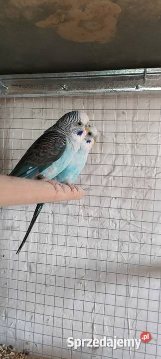 Sprzedam faliste czarnoskrzydłe Zwierzęta Mielec