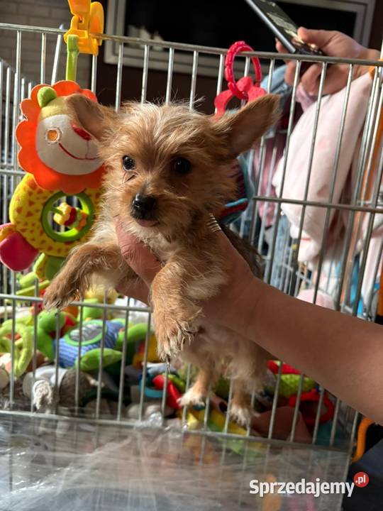 Yorkshire terrier York zloty kolor Gdańsk